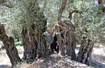 Rethymnon Olive Tree Sponsorship Protect and Plant Tour