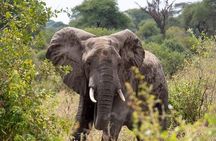 3 days Safari Adventure to Serengeti and Ngorongoro in Tanzania, Africa 