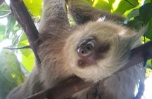 Manuel Antonio National Park Hiking Guided Tour