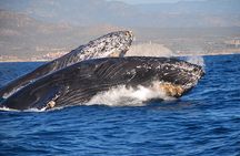 Cabo San Lucas Whale Watching Tour All Included
