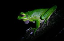 Daintree Rainforest Night Walk in Cape Tribulation 