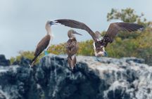Snorkeling and Fauna Observation at Las Tintoreras Islet