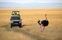 3 days 2 nights Masai Mara Budget safari from Nairobi