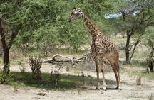 3 Days Serengeti & Ngorongoro Group Camping Safari