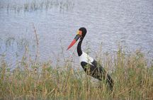 3 Days Serengeti & Ngorongoro Group Camping Safari