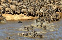 3 days 2 nights Masai Mara Budget safari from Nairobi
