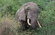 Private 7-Day Tanzania Camping Safari