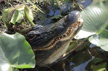 Private River Of Grass Everglades Airboat Adventure