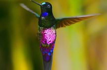 Birdwatching day in Chingaza and Observatorio de Colibries