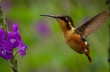 Birdwatching day in Chingaza and Observatorio de Colibries