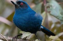 Birdwatching day in Chingaza and Observatorio de Colibries