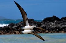 Snorkeling and Fauna Observation at Las Tintoreras Islet