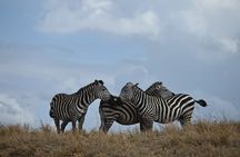 4 Days Group Camping Safari
