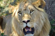 4 Days Tanzania Group Joining Safari with Mid-range Accommodation