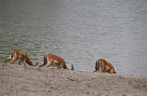 5 Days Group Camping Safari 