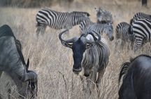 5 Days Group Camping Safari 