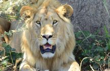 3 Days Tanzania group join safari - Serengeti & Ngorongoro crater