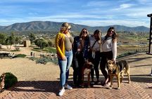 Premium Valle de Guadalupe Wine and Food Tour 