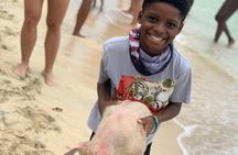 Private GroupTour Pigs/Turtles/Snorkeling/Lunch/Pickup/Dropoff