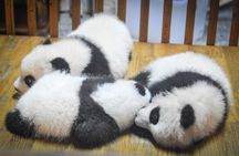 LIVE Streaming: Meet Pandas at Chengdu Research Base of Giant Panda Breeding