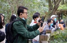 LIVE Streaming: Meet Pandas at Chengdu Research Base of Giant Panda Breeding
