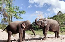 Inthanon Heaven Trail(Living Green Elephant Sanctuary)