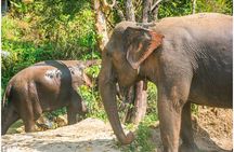 Inthanon Heaven Trail(Living Green Elephant Sanctuary)