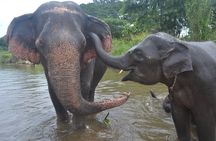 Inthanon Heaven Trail(Living Green Elephant Sanctuary)
