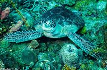 Best of roatan by land and sea 