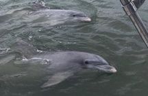 90-Minute Private Dolphin Tour in Hilton Head Island 