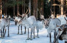 REINDEER FARM VISIT a real authentic experience 