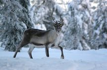 REINDEER FARM VISIT a real authentic experience 