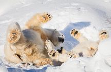 RANUA wildlife park