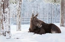 RANUA wildlife park