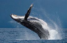 1.5 Hour Whale Watching Cruise With Transportation