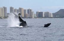 1.5 Hour Whale Watching Cruise With Transportation