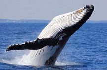 1.5 Hour Whale Watching Cruise With Transportation