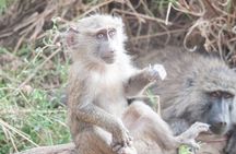 6-day Private Camping Safari Tour from Kilimanjaro Airport