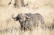 5-Day private Camping Safari Tour in Tanzania