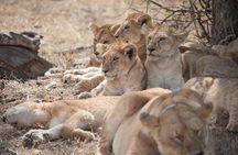 6-day Private Camping Safari Tour from Kilimanjaro Airport