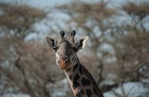 6-day Private Camping Safari Tour from Kilimanjaro Airport