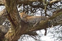 Private 7-Day Tanzania Camping Safari