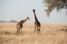 Private 7-Day Tanzania Camping Safari