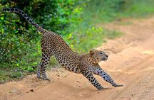 Wilpattu Half Day Safari From Anuradhapura 