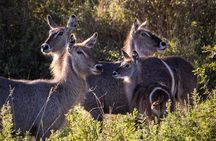 4 Days Tanzania Safari Experience 