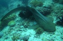 Scuba Diving Trips to Daymaniyat Islands