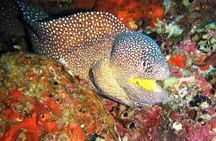 Scuba Diving Trips to Daymaniyat Islands