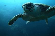 Scuba Diving Trips to Daymaniyat Islands