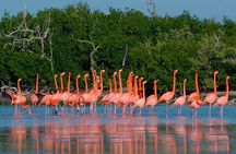Las Coloradas & Rio Lagartos (pink lake excursion)