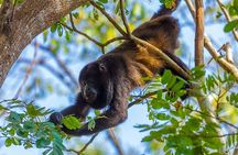 Altun Ha, Monkey Sanctuary and Rum Factory Tour from Belize City